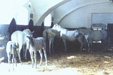 Lipizzaner horse-farm before Greater Serbian destruction